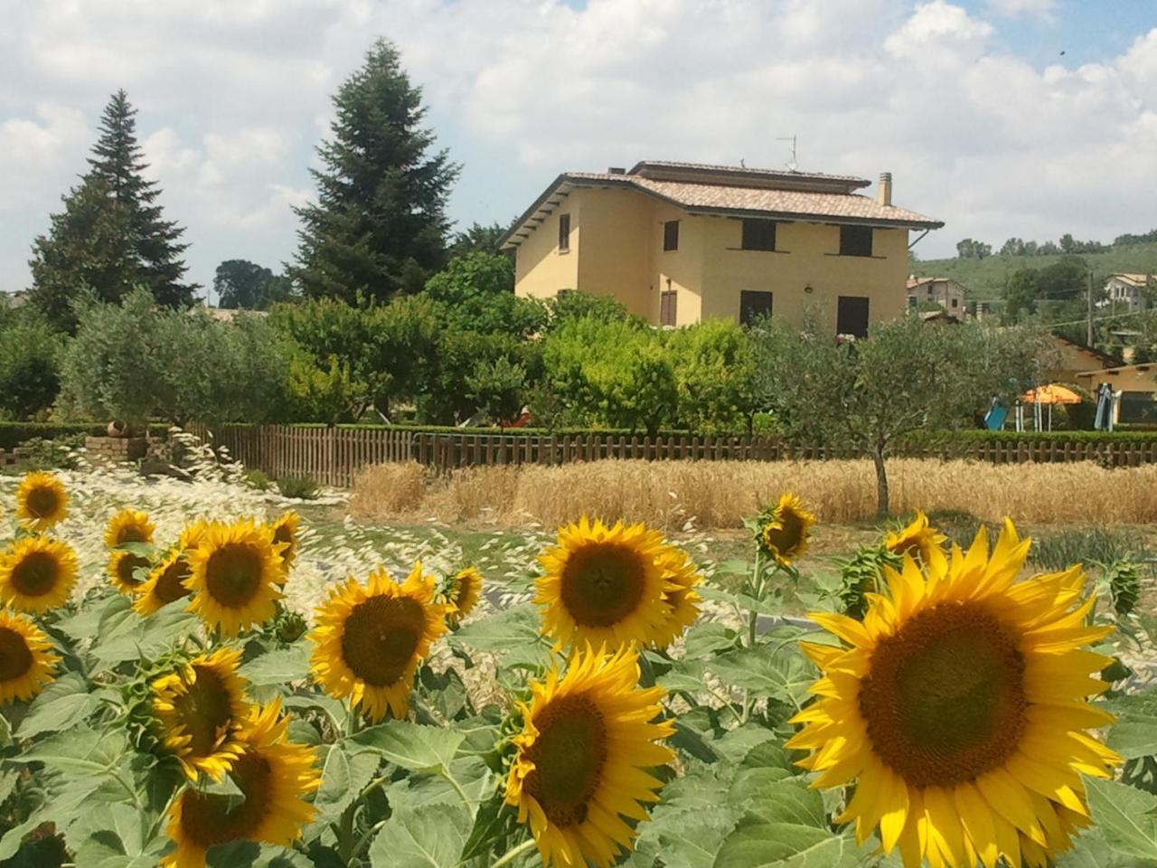 Agriturismo Il Girasole Asyż Zewnętrze zdjęcie