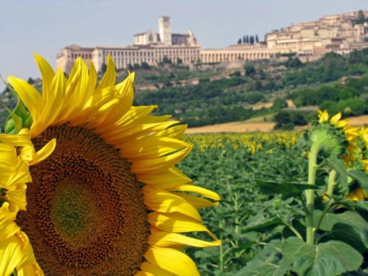 Agriturismo Il Girasole Asyż Zewnętrze zdjęcie
